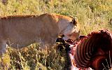 TANZANIA - Serengeti National Park - Leonessa con preda (Bufalo) - 08